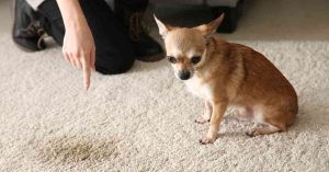 remove urine smell from carpet