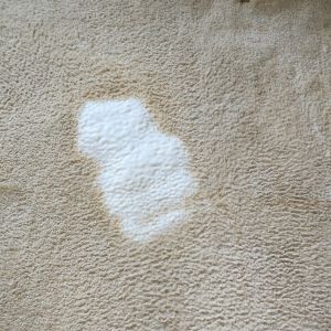 pet urine enzymatic cleaner on carpet
