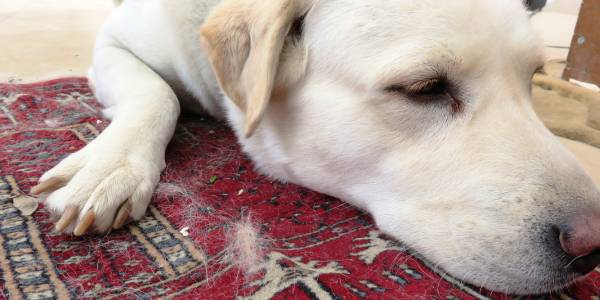dog on a red rug shedding dog hair